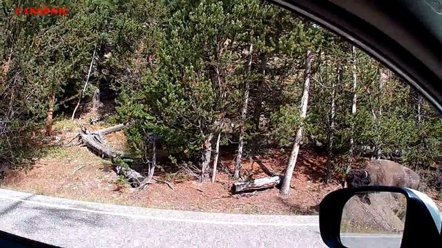 CANSONIC UDV-888 YellowStone - Bison смотреть онлайн