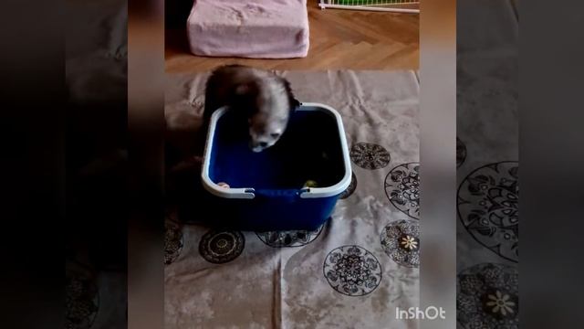 А вы знали, что хорьки так умеют? смотреть онлайн