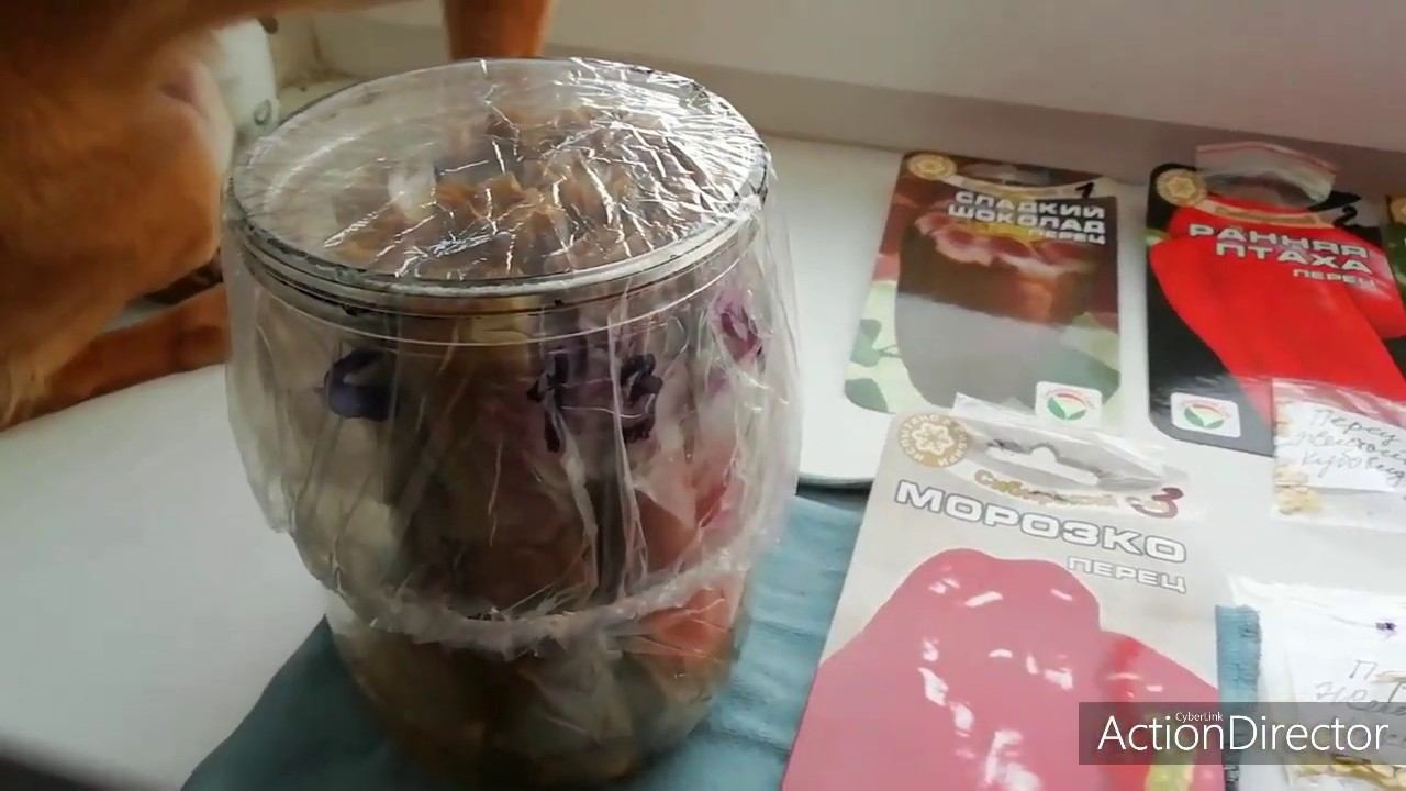 Проращиваю семена перца на туалетной бумаге! 12.02.2020 смотреть онлайн