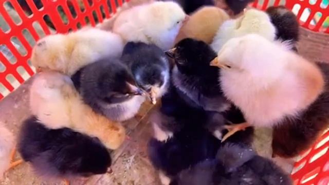 Хонка дехкон бозор 🍓🍒🍅🫑🧅HOLIS efirda! смотреть онлайн