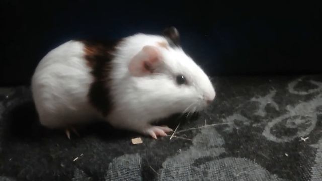 Моя морская свинка Марфа. смотреть онлайн