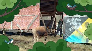 ВЫГОНЯЕМ БЫКА 🌼🌷🪻У НАС ЛЕТО🌼🪻🌷
