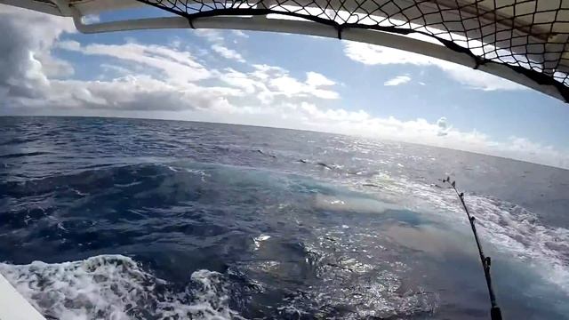 Marlin Gibson Reef August 2015 смотреть онлайн