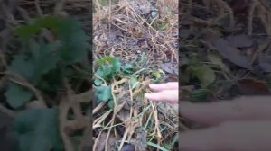 Обзор Грядок Розума