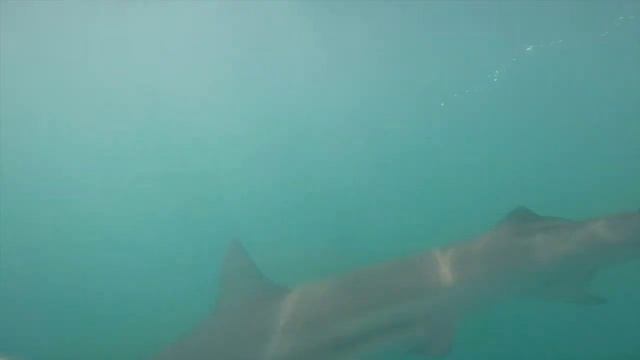 Shark diving - Gansbaai - South Africa смотреть онлайн