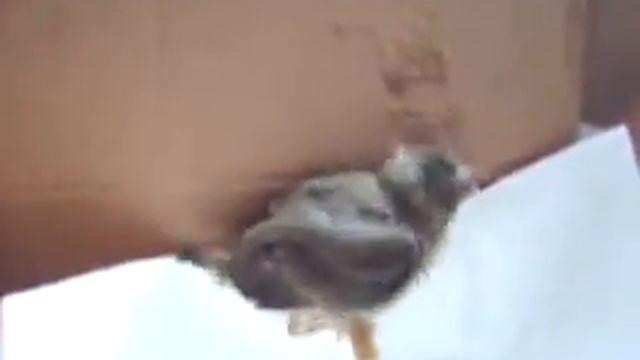 Boris-vorobej / sparrow Boris смотреть онлайн