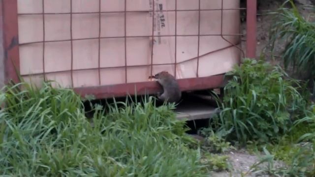 Настырная дикая крыса смотреть онлайн