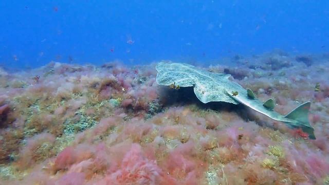 4K Angel Shark (Squatina squatina) in El Hierro - Canary Islands Archipelago смотреть онлайн