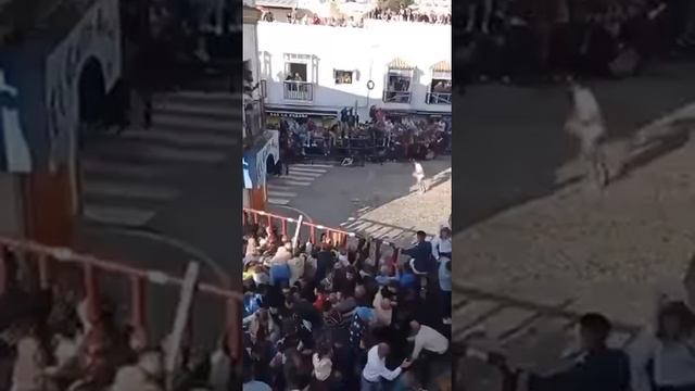 В Испании взбесившийся 500-килограммовый бык атаковал людей