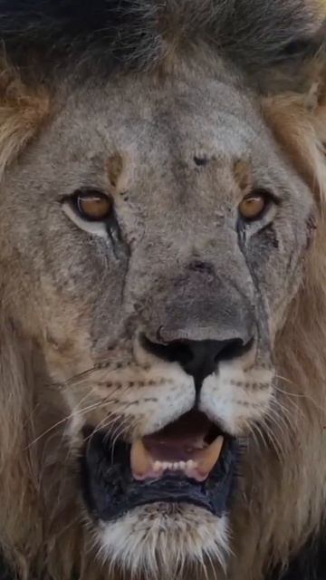 How to survive a lion attack |🦁| #shorts смотреть онлайн