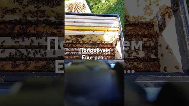 Не оттянули... #рамка #рамки #пчеловодство #beekeeper #beekeeping #пластиковыерамки #bee #свойулек смотреть онлайн