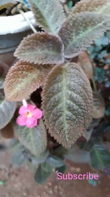 Pink Episcia cupreata flower #short смотреть онлайн