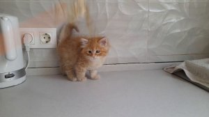 Емеля Baraj*RU