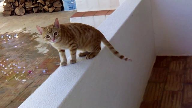 VLOG. Кошкина семейка в сборе смотреть онлайн