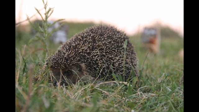 Наши прекрасные друзья - ежи! Какие они прелестные,вы только посмотрите! смотреть онлайн