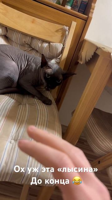 #кот #кошка #злая #сфинкс #лысая смотреть онлайн