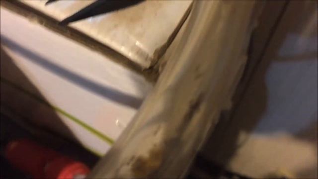 Solenopsis Feeding Time смотреть онлайн