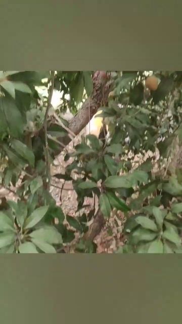 sapota tree #tree #sapota #secret смотреть онлайн