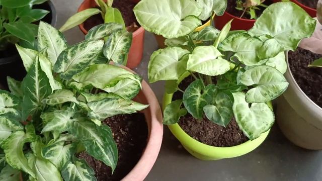 इस अगस्त लाकर लगाइए syngonium की ये 5 खूबसूरत वरायटीज | 5 most gorgeous varieties of syngonium