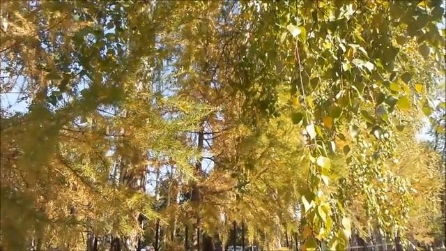 Мне нравятся эти стихи о музыке! Березовая роща. Вадим Семернин. Русская поэзия