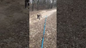 ВОЛЬВИК #Шереметьевский #приют