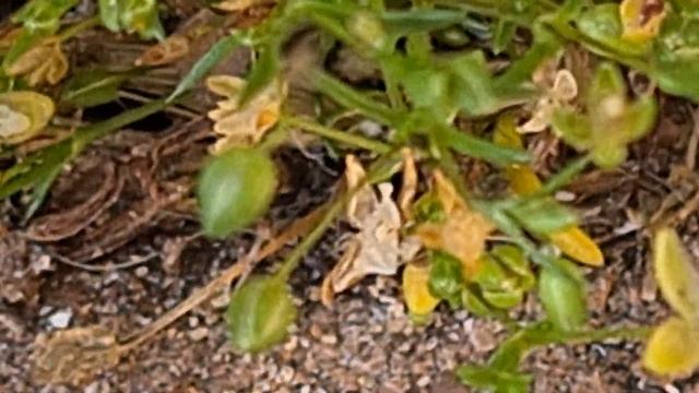 סגינה זעירה مسمن Sagina apetala смотреть онлайн