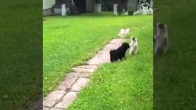 Не ну что это за звери смотреть онлайн