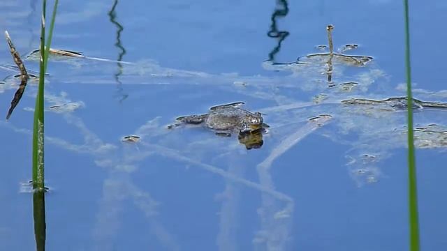 Самець кумки червоночеревої (Bombina bombina) \ male of fire-bellied toad смотреть онлайн