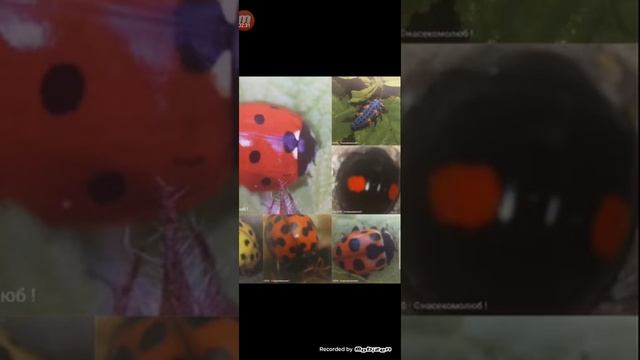 БОЖЬИ КОРОВКИ смотреть онлайн