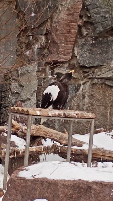 Голос белоплечего орлана смотреть онлайн