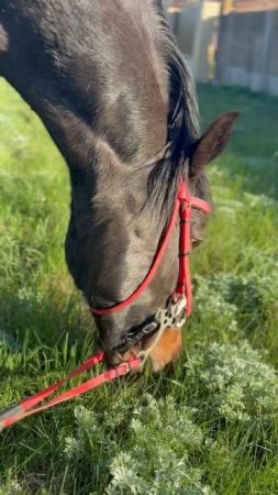 Съедим ваш газон🐎 Быстро и бесплатно #лошади #конюшня #пегаялошадь #жизньзагородом