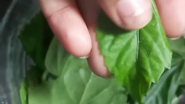 Hibiscus shampoo//మందారం షాంపూ//home made//hair regrowth and silky and shyne hair shampoo//👍 смотреть онлайн