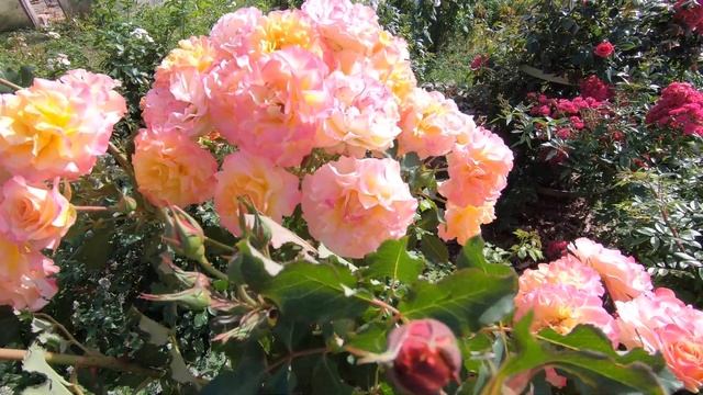 Роза Ленд Луст смотреть онлайн