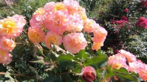 Роза  Ленд Луст