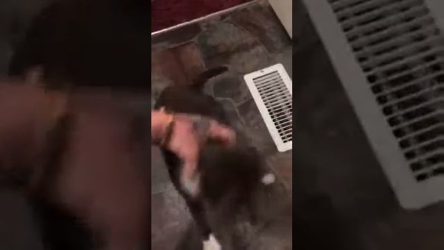 Look how my cat uses litter box omg friggin crazy смотреть онлайн