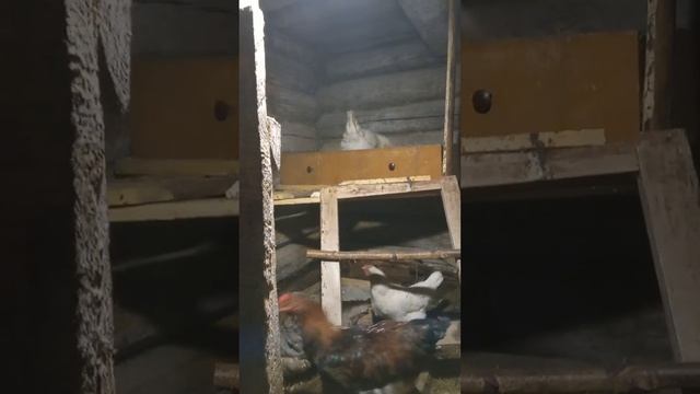 Сериал курятник. смотреть онлайн