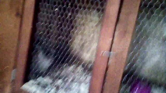 Кролики: Миша, Мина и Чёрный🐰 смотреть онлайн