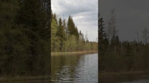 Медведь напал на лося
