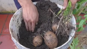 Уникальный метод выращивания картофеля в пластиковых вёдрах