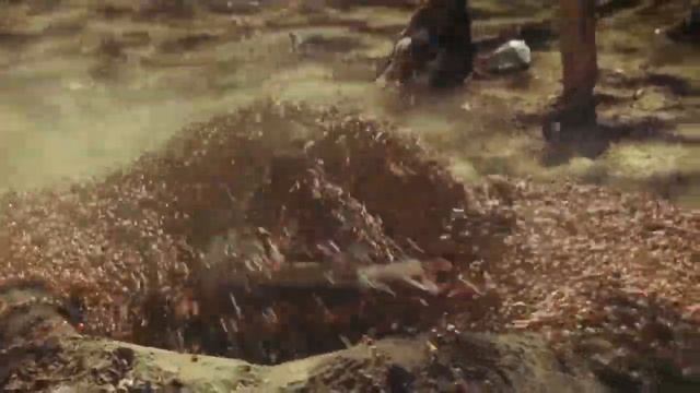 killer ants 🐜 (Dorylus ant)  #shortfeed #ytshorts @dykitinyfacts смотреть онлайн