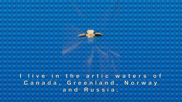 I'm a Narval смотреть онлайн