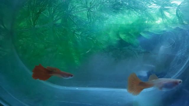 гуппи Albino Full Red 4 декабря 2021 г. смотреть онлайн