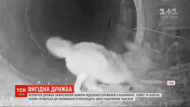 Кайот и борсук вместе идут на охоту смотреть онлайн