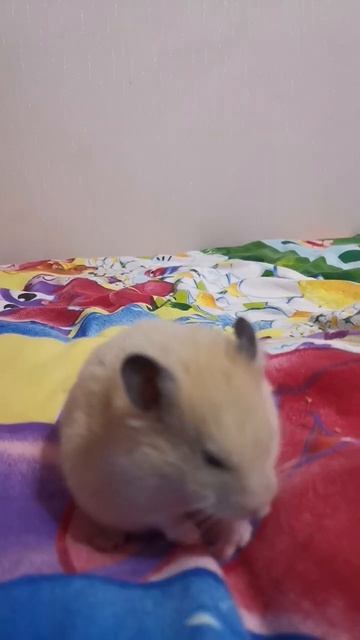 хомяк офигевает под песню "капибара" #хомяк #капибара смотреть онлайн