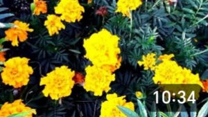 Деревня. Цветы из Светофора. Много дынь. Ленивый день. Урожай выходного дня.