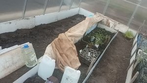 Что с помидорами в теплице.