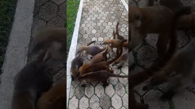 Отель Риу Лупита Мексика 2019г смотреть онлайн