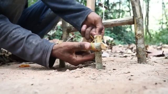 How to catch wild boar