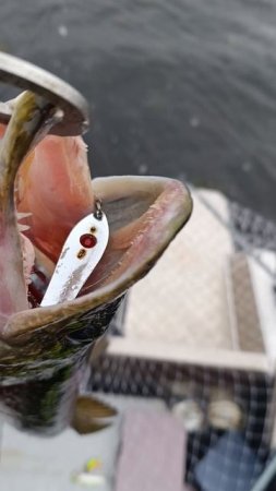 Китай блесна Профессор 2, по вашей щуке #pikefisshing #alliexpress #щука #pike #спиннинг #fishing