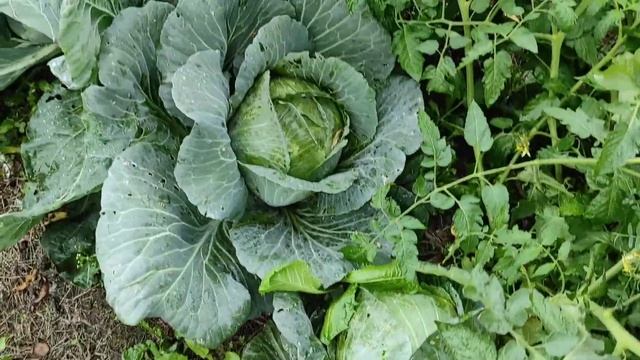 Выросла капуста из кочерышки. Никаких семян, никакой рассады. смотреть онлайн